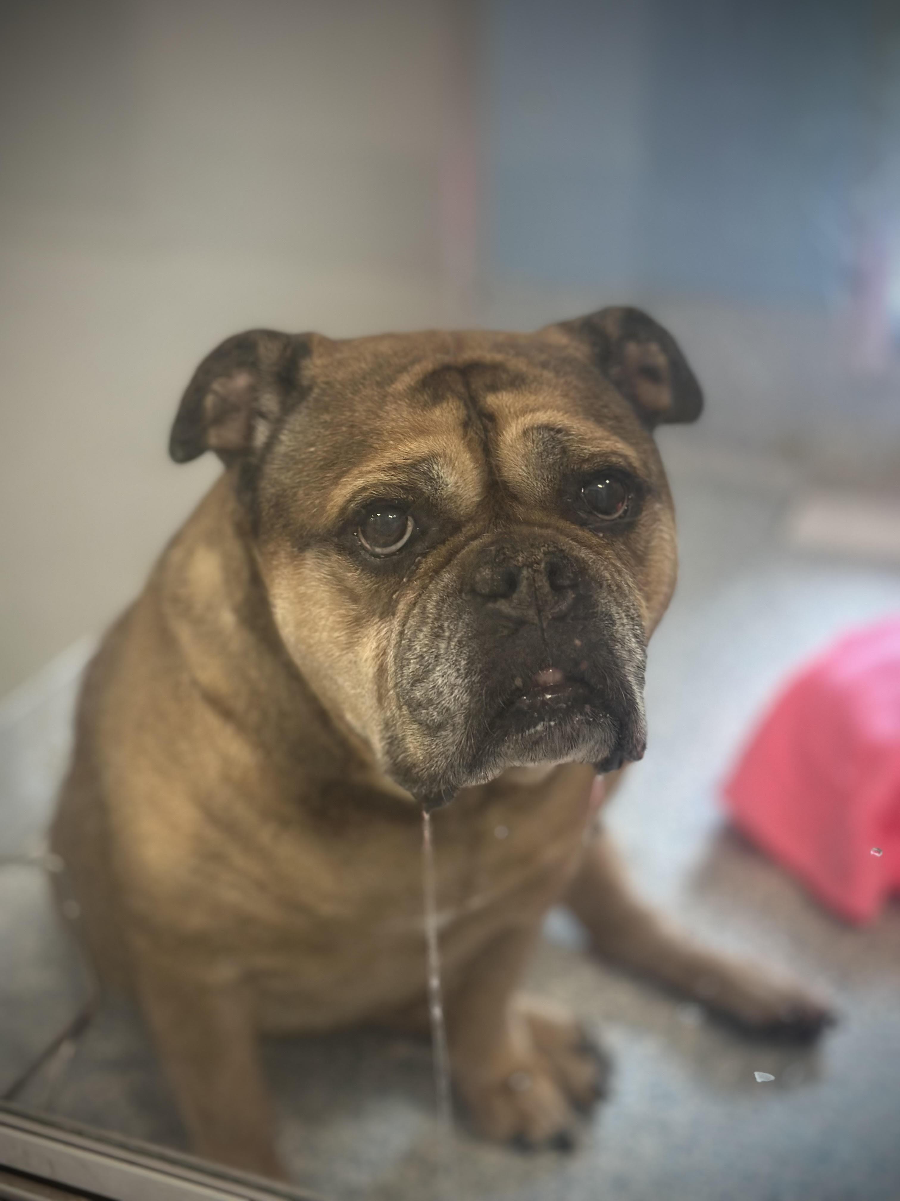 Venus , adopted, Senior Female English Bulldog.