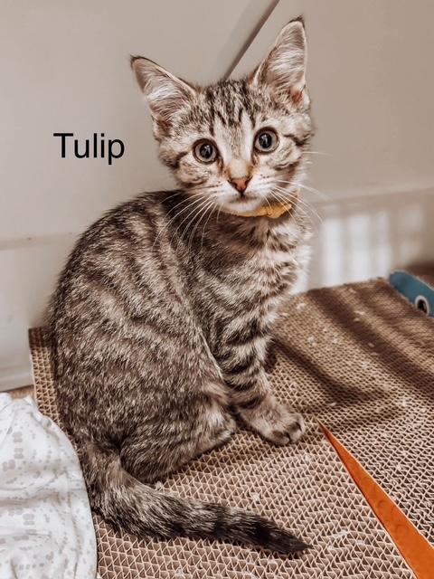 Enlarge Tulip, a ADOPTABLE Domestic Short Hair in Murfreesboro, TN image 2/2
