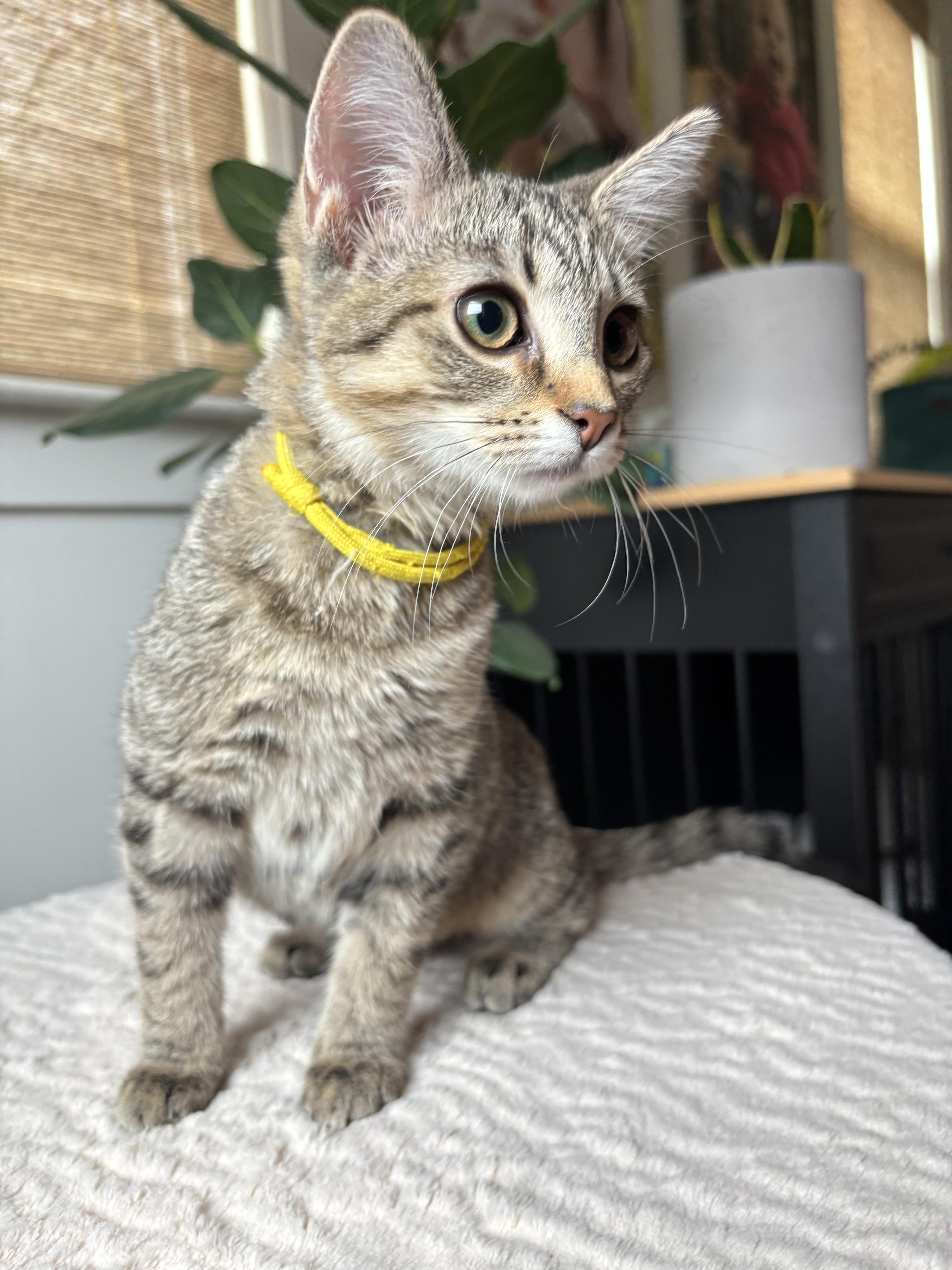 Enlarge Tulip, a ADOPTABLE Domestic Short Hair in Murfreesboro, TN image 1/2