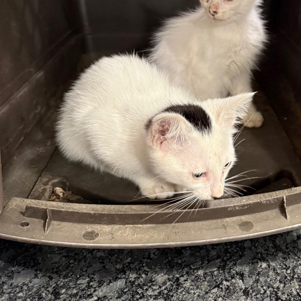 Enlarge White Kitten Three, a Adoptable Domestic Short Hair in Ferndale, WA image 1/2
