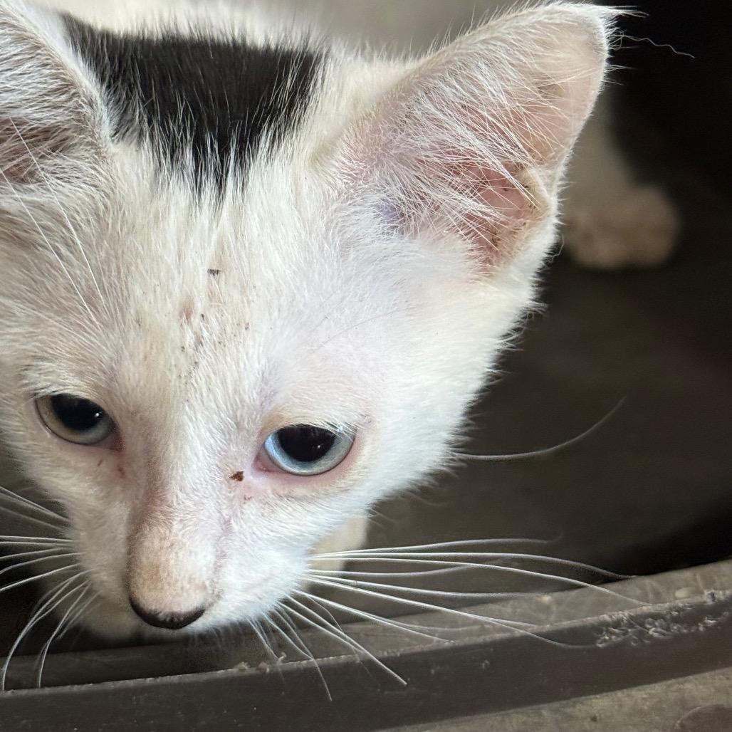 Enlarge White Kitten Three, a Adoptable Domestic Short Hair in Ferndale, WA image 2/2