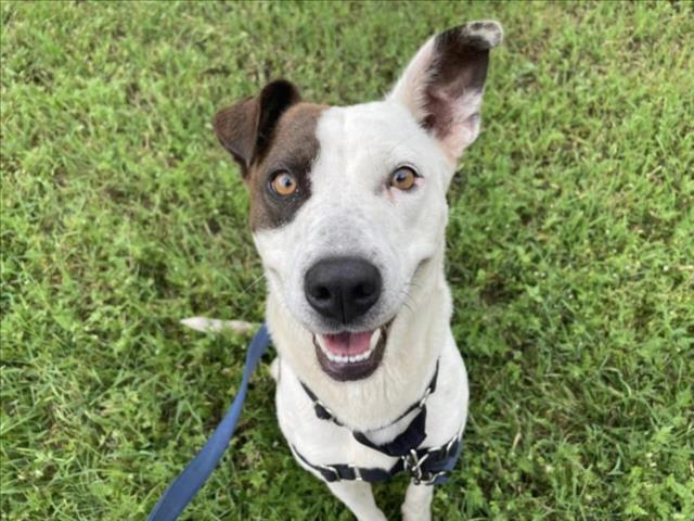 TELLY, Adoptable, Adult Female Australian Cattle Dog / Blue Heeler.
