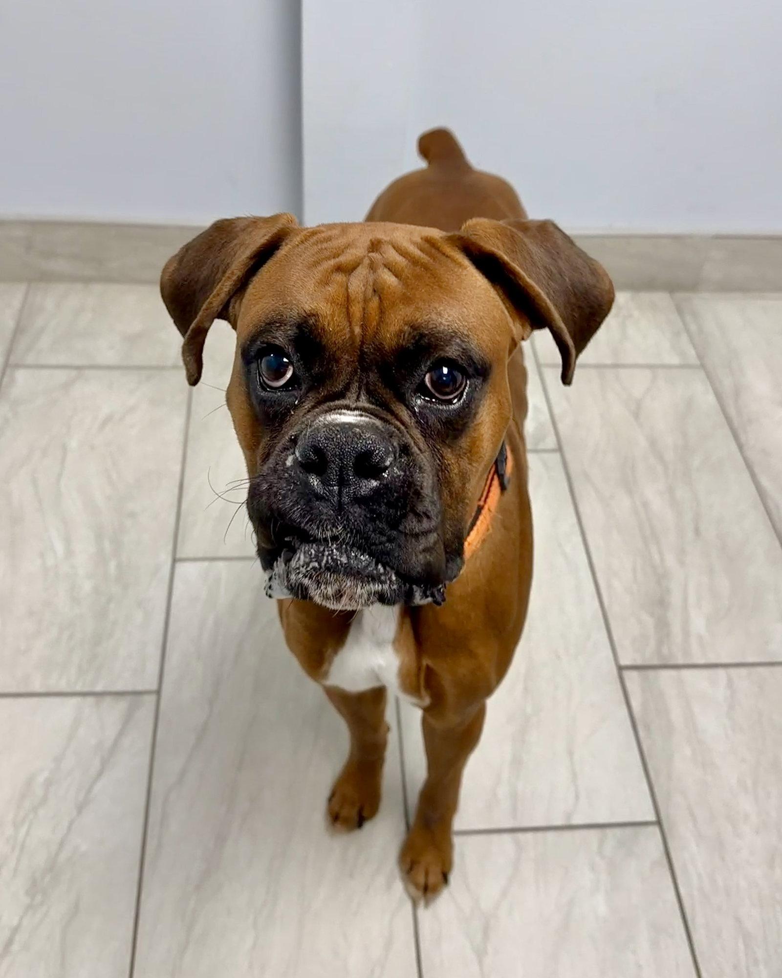 Enlarge Mac, a Adoptable Boxer in Monticello, NY image 1/3