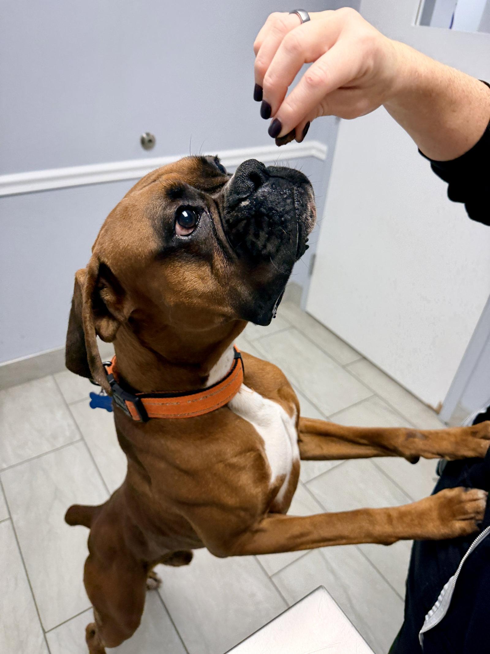 Enlarge Mac, a Adoptable Boxer in Monticello, NY image 2/3