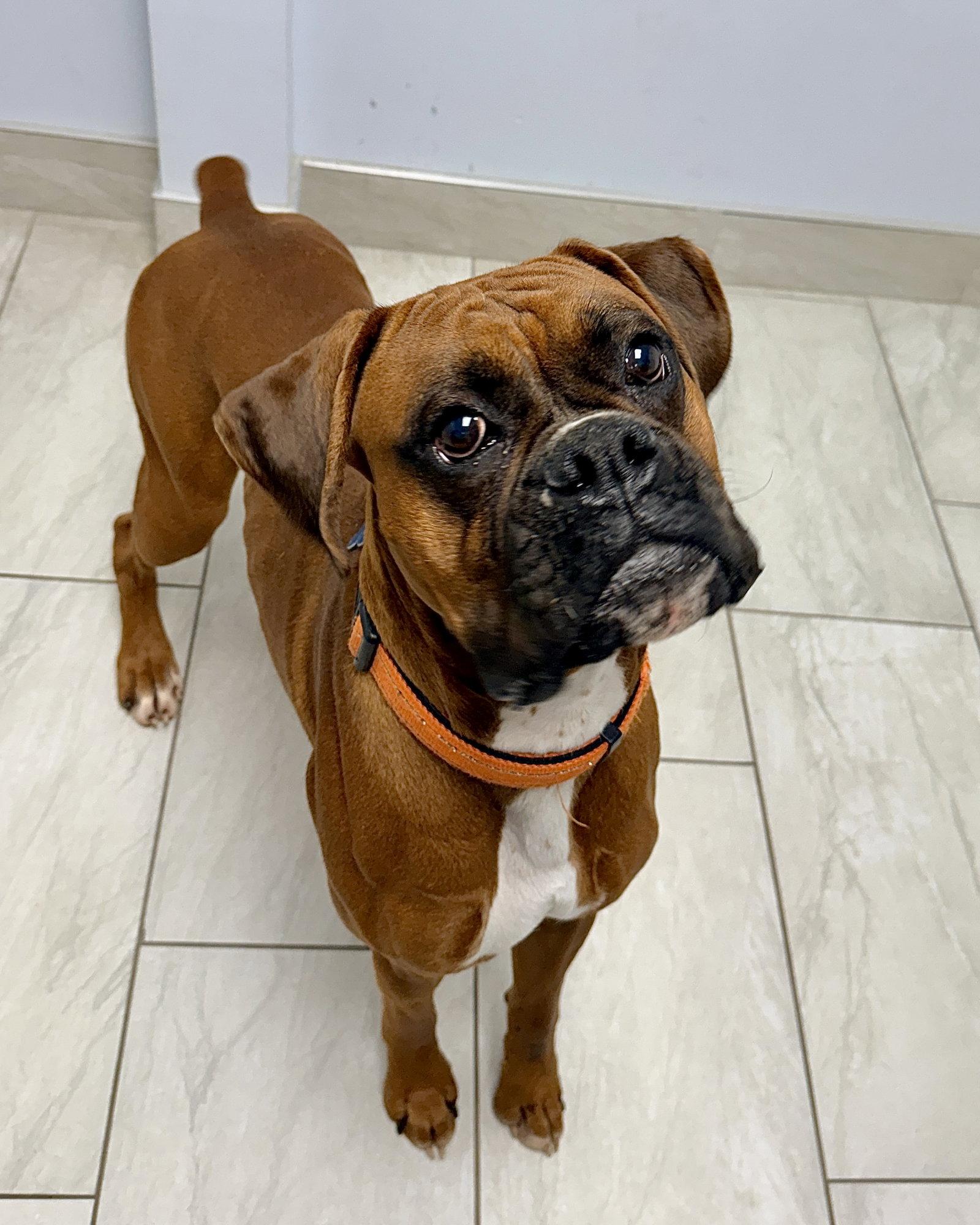 Enlarge Mac, a Adoptable Boxer in Monticello, NY image 3/3