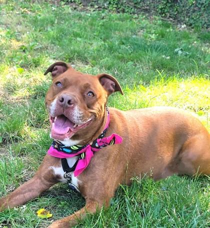 Phoebe, Adoptable, Adult Female Mixed Breed & Mixed Breed.