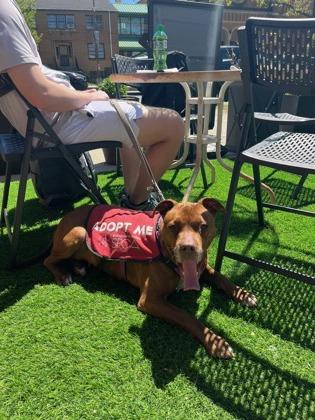 Phoebe, Adoptable, Adult Female Mixed Breed & Mixed Breed.