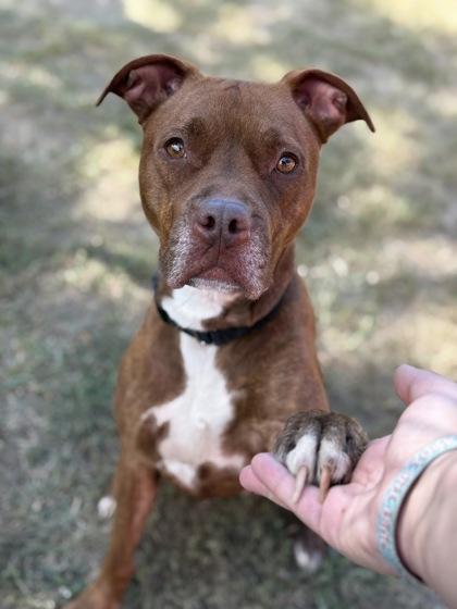 Phoebe, Adoptable, Adult Female Mixed Breed & Mixed Breed.