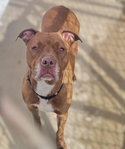 Phoebe, Adoptable, Adult Female Mixed Breed & Mixed Breed.