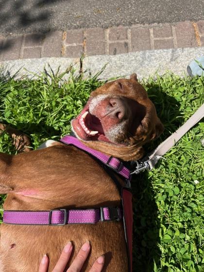 Enlarge Phoebe, a Adoptable Mixed Breed in Washington, DC image 3/3