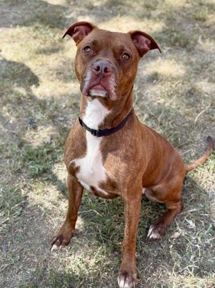 Phoebe, a Adoptable Mixed Breed in Washington, DC image 4/4