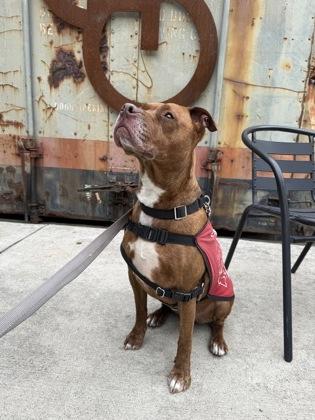 Phoebe, a Adoptable Mixed Breed in Washington, DC image 3/3
