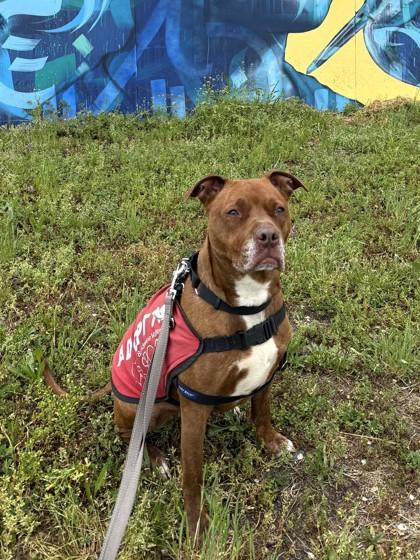 Phoebe, a Adoptable Mixed Breed in Washington, DC image 3/3