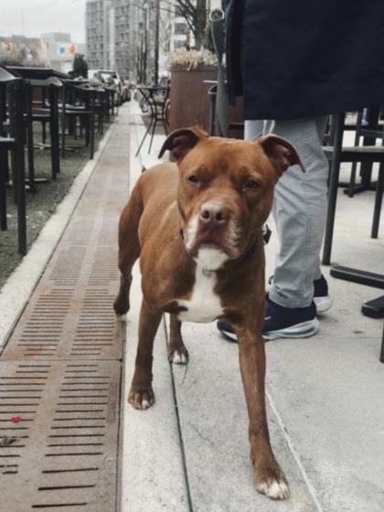 Enlarge Phoebe, a Adoptable Mixed Breed in Washington, DC image 4/4