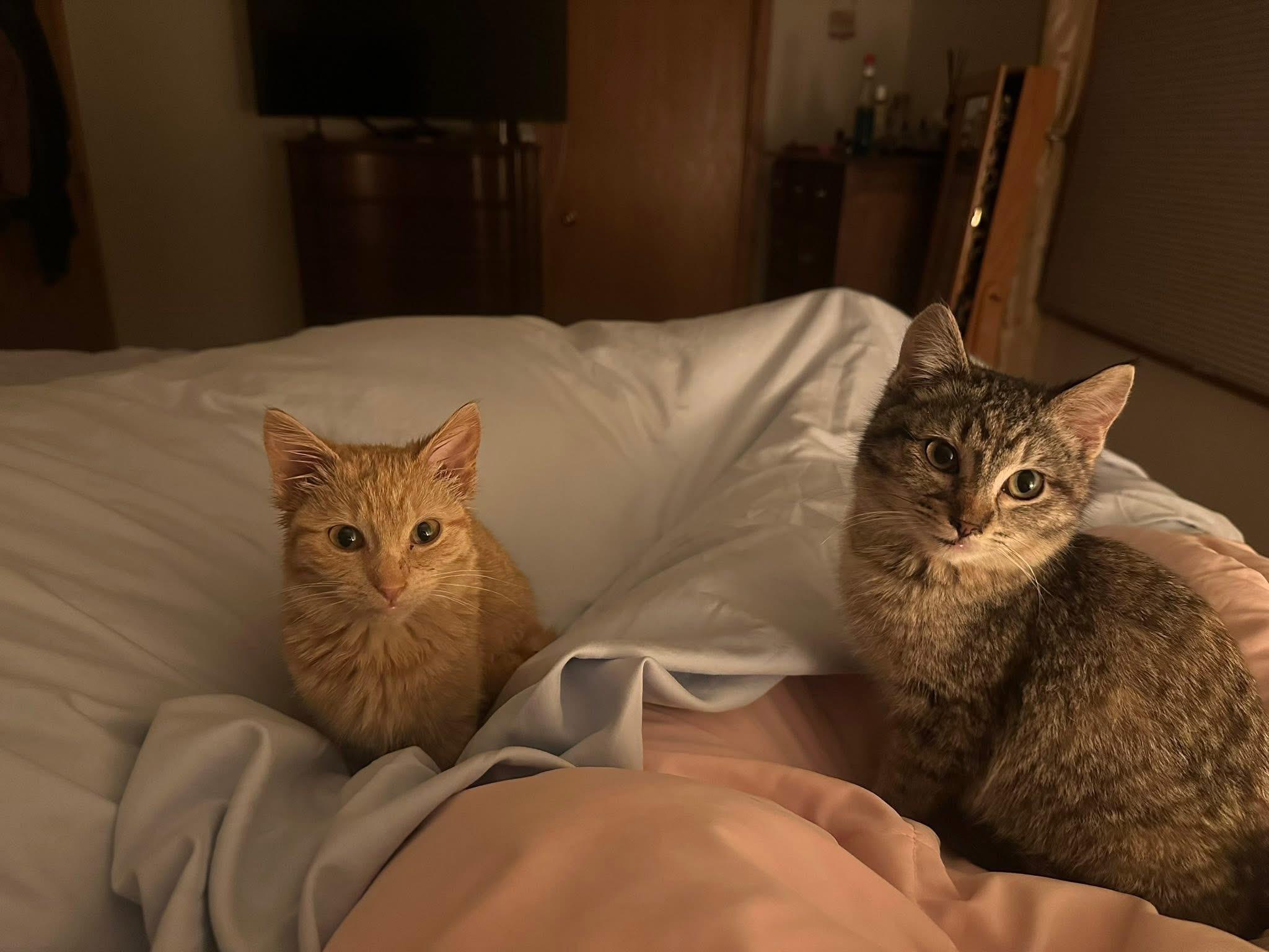 River, a ADOPTABLE Domestic Short Hair in Mineral Point, WI image 1/3