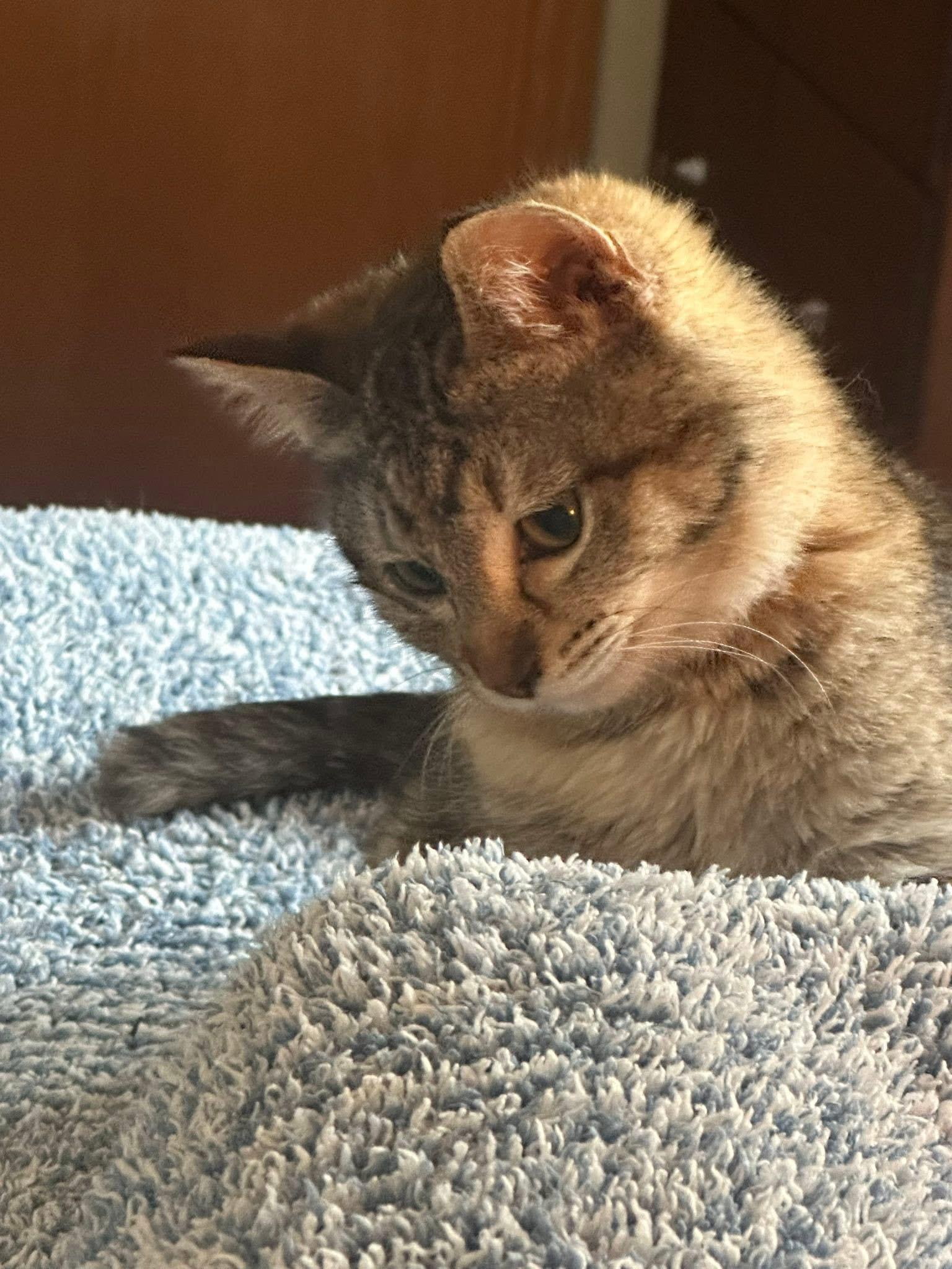 River, a ADOPTABLE Domestic Short Hair in Mineral Point, WI image 2/3