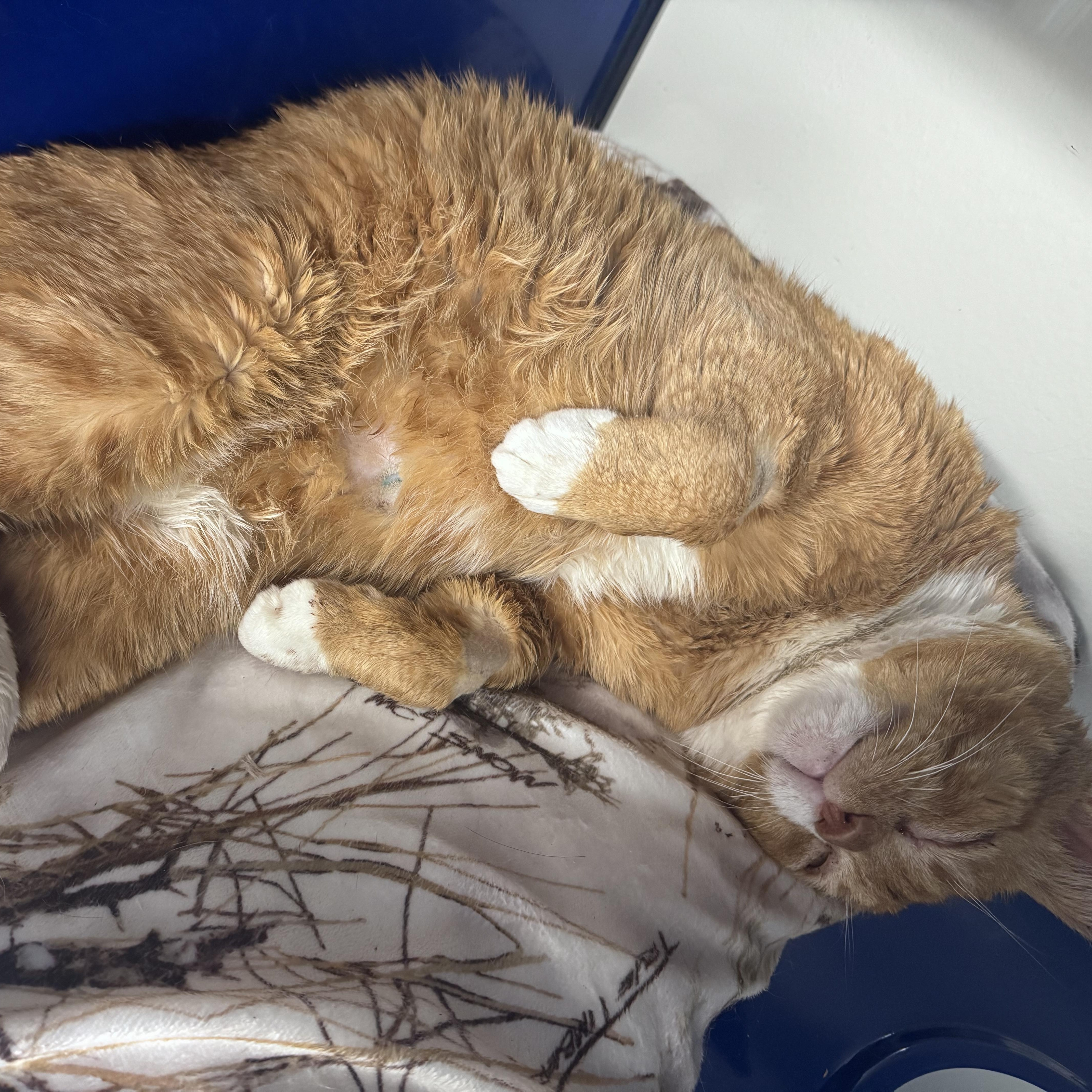 Enlarge Vinny , a ADOPTABLE Domestic Short Hair in Cherryfield, ME image 1/1