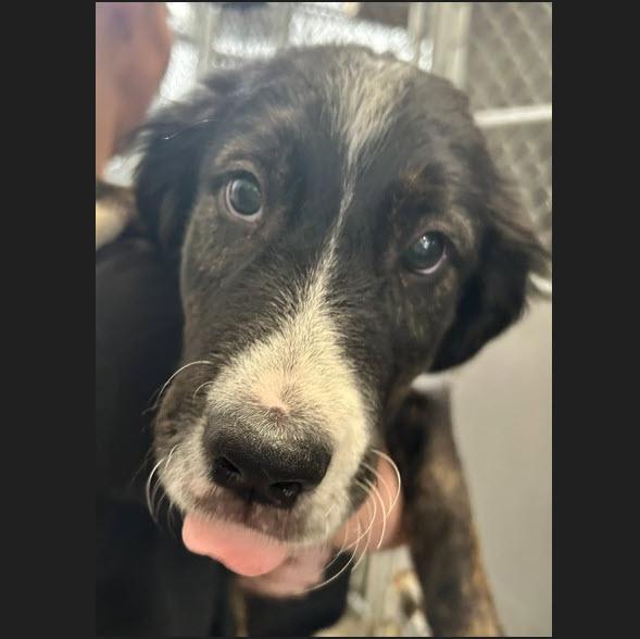 Pepper Jack, adopted, Puppy Male Mixed Breed.