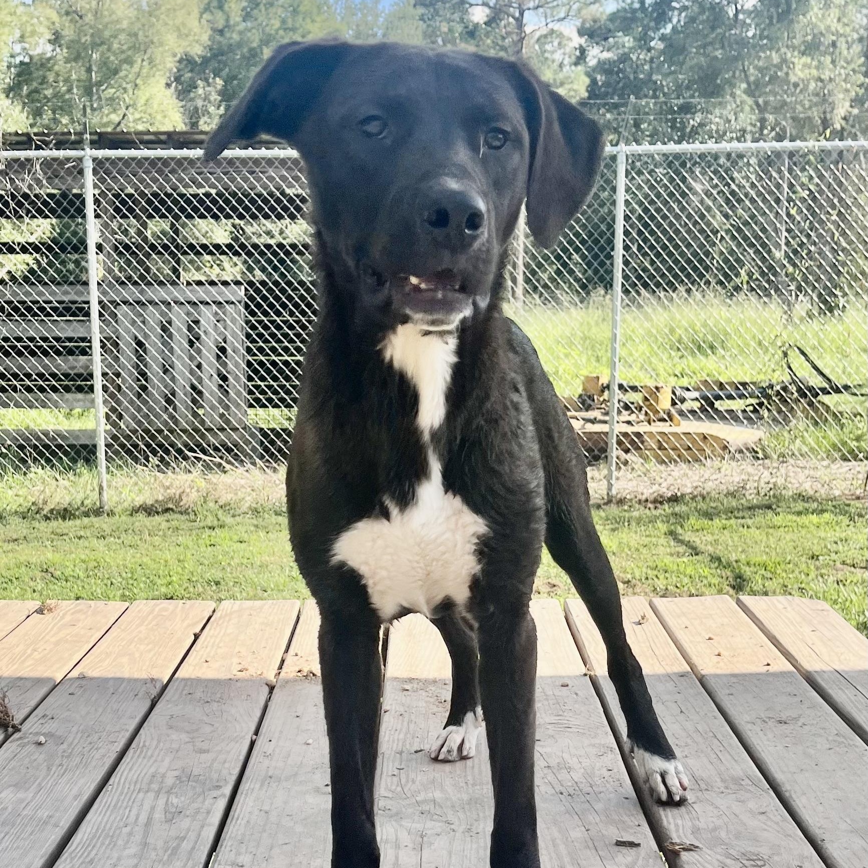Lamar, Adoptable, Young Male Black Labrador Retriever.