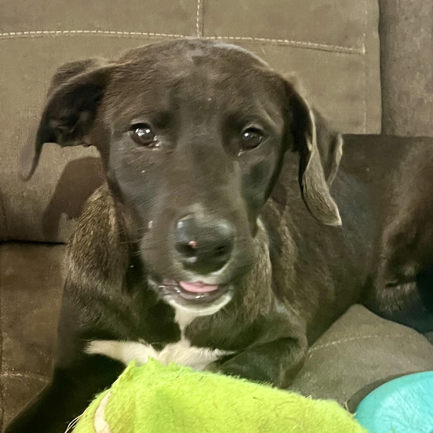 Lamar, a Adoptable mixed breed in Brewton, AL image 4/4