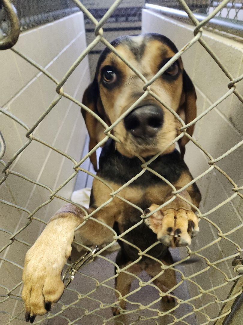 Gracie, a Adoptable mixed breed in Lucknow, ON image 3/6