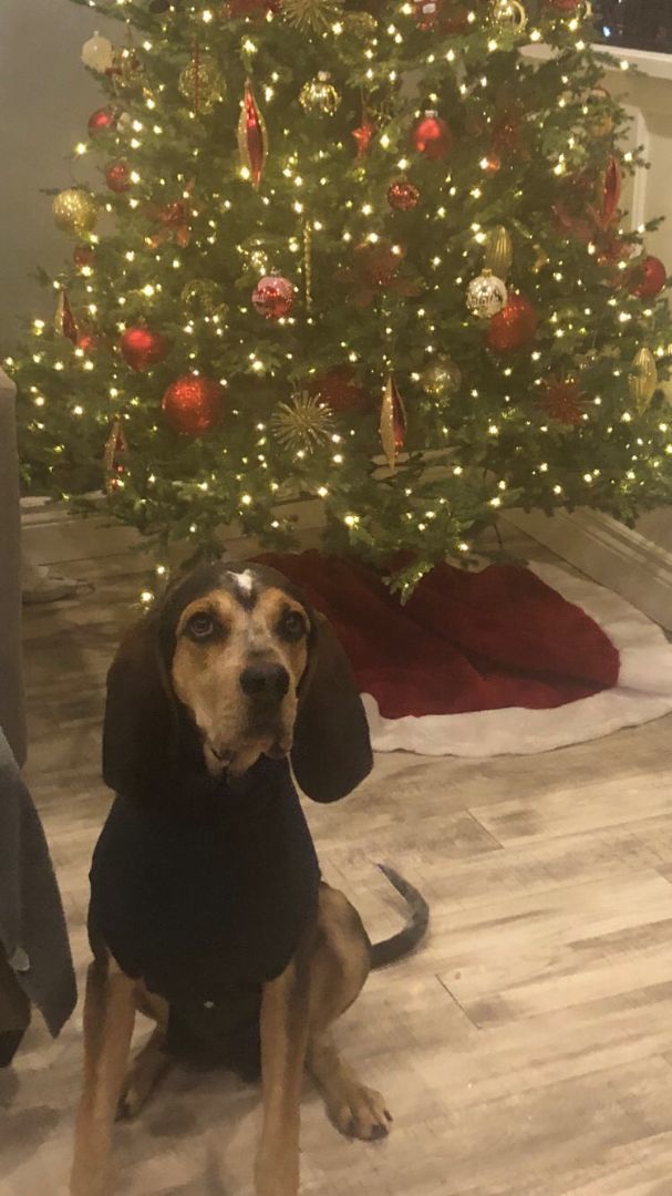 Gracie, a Adoptable mixed breed in Lucknow, ON image 4/6