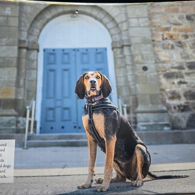 Gracie, Adoptable, Adult Female Coonhound & Black and Tan Coonhound.