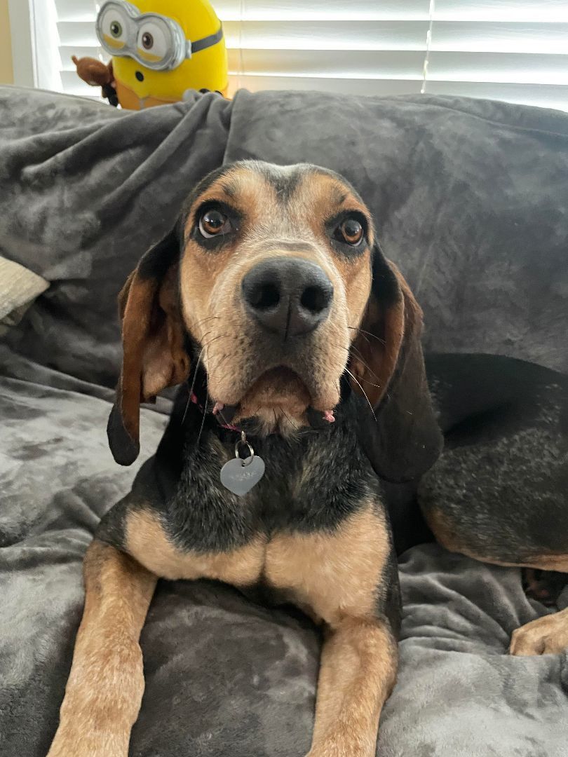 Gracie, a Adoptable mixed breed in Lucknow, ON image 5/6