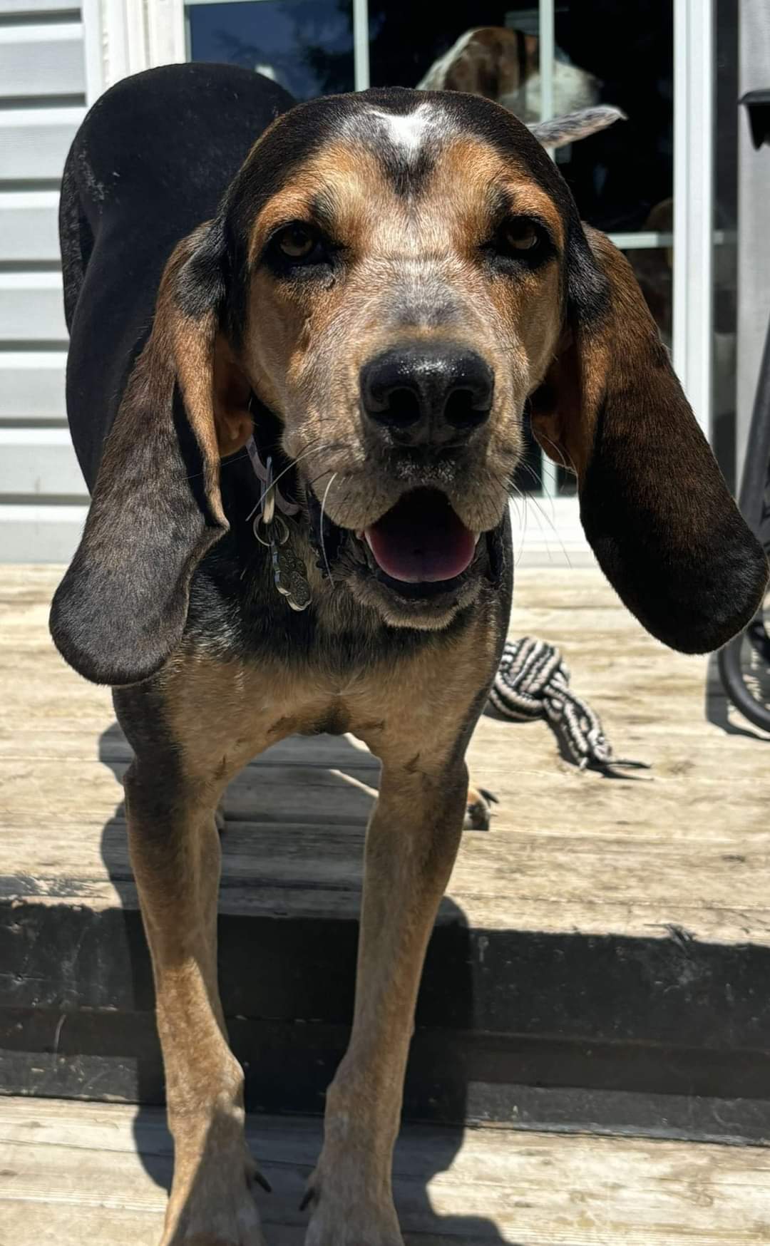 Gracie, a Adoptable mixed breed in Lucknow, ON image 2/6