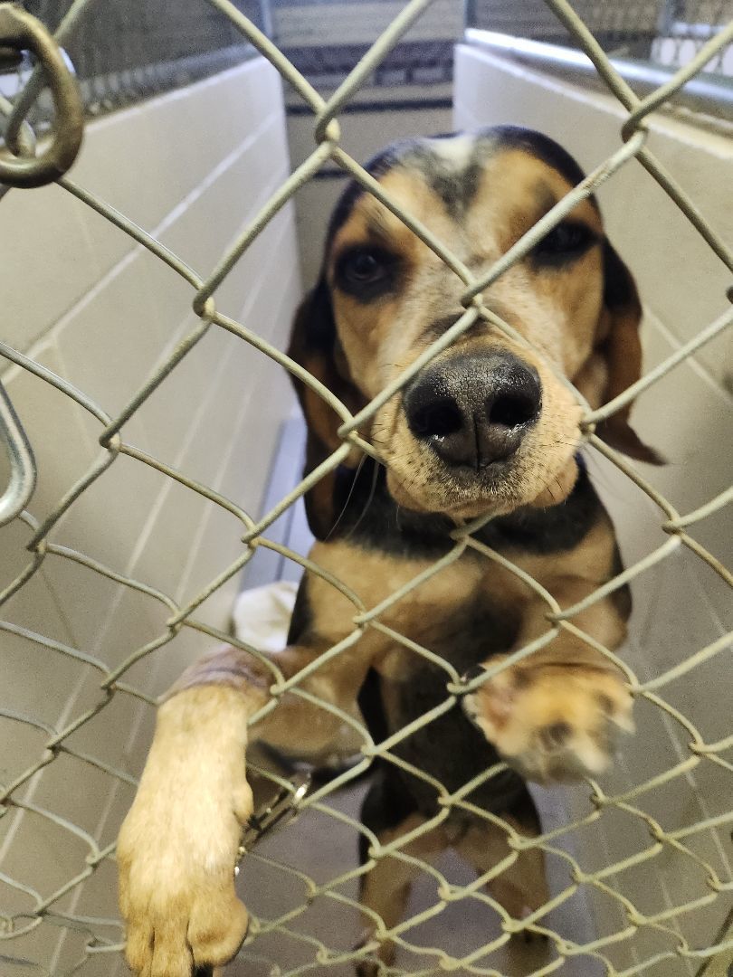 Gracie, a Adoptable mixed breed in Lucknow, ON image 6/6