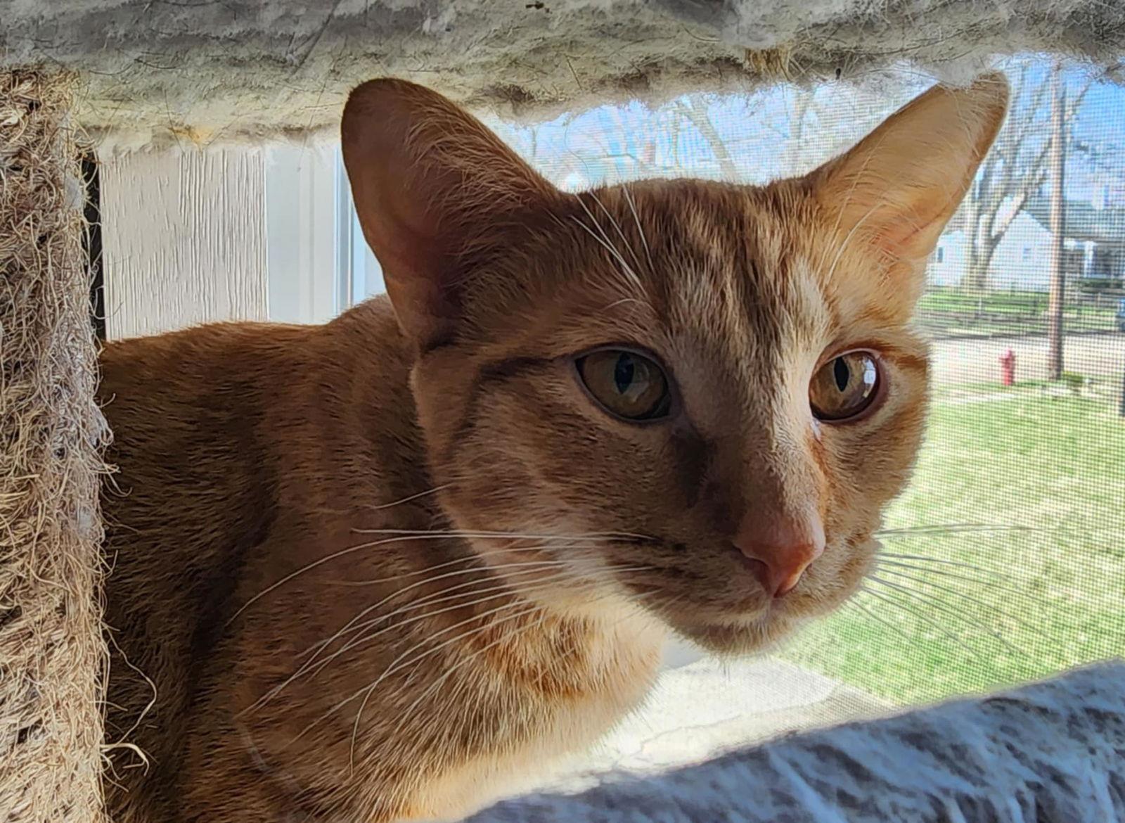 Enlarge Dottie, a Adoptable Domestic Short Hair in hinckley, IL image 1/3