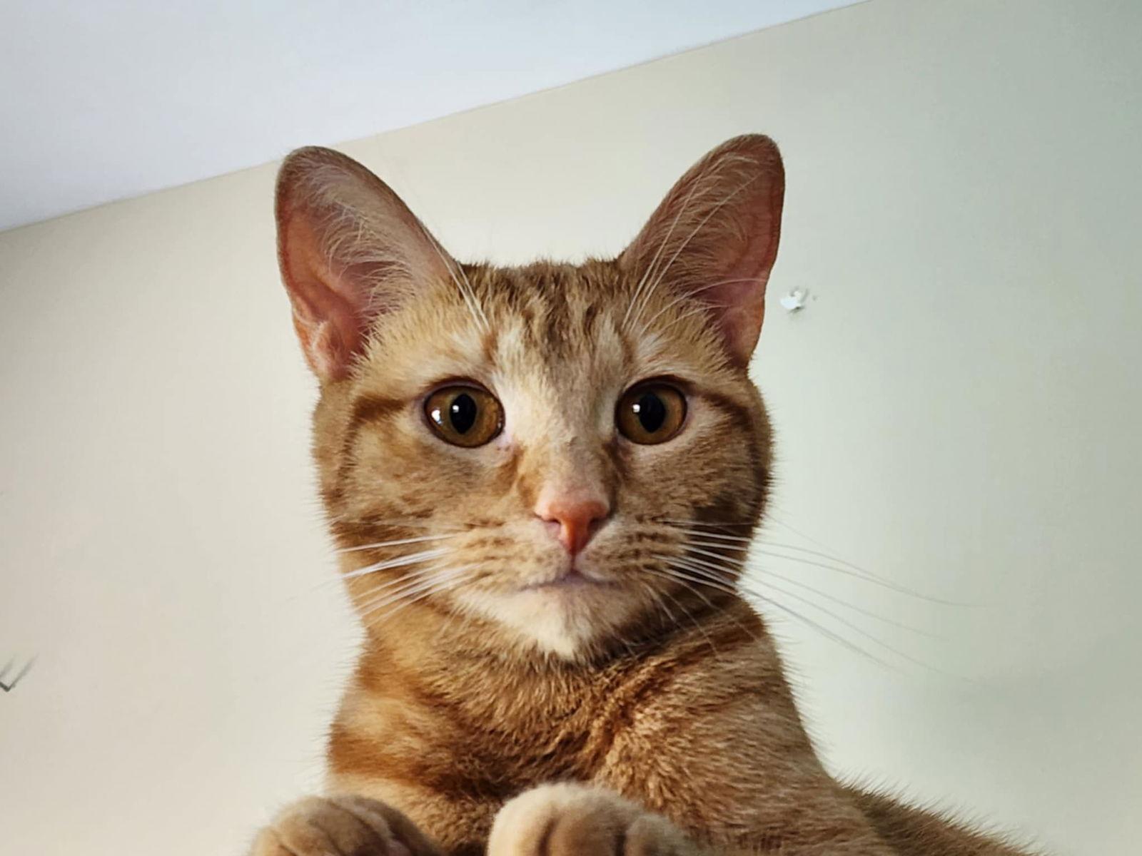 Enlarge Dottie, a Adoptable Domestic Short Hair in hinckley, IL image 2/3