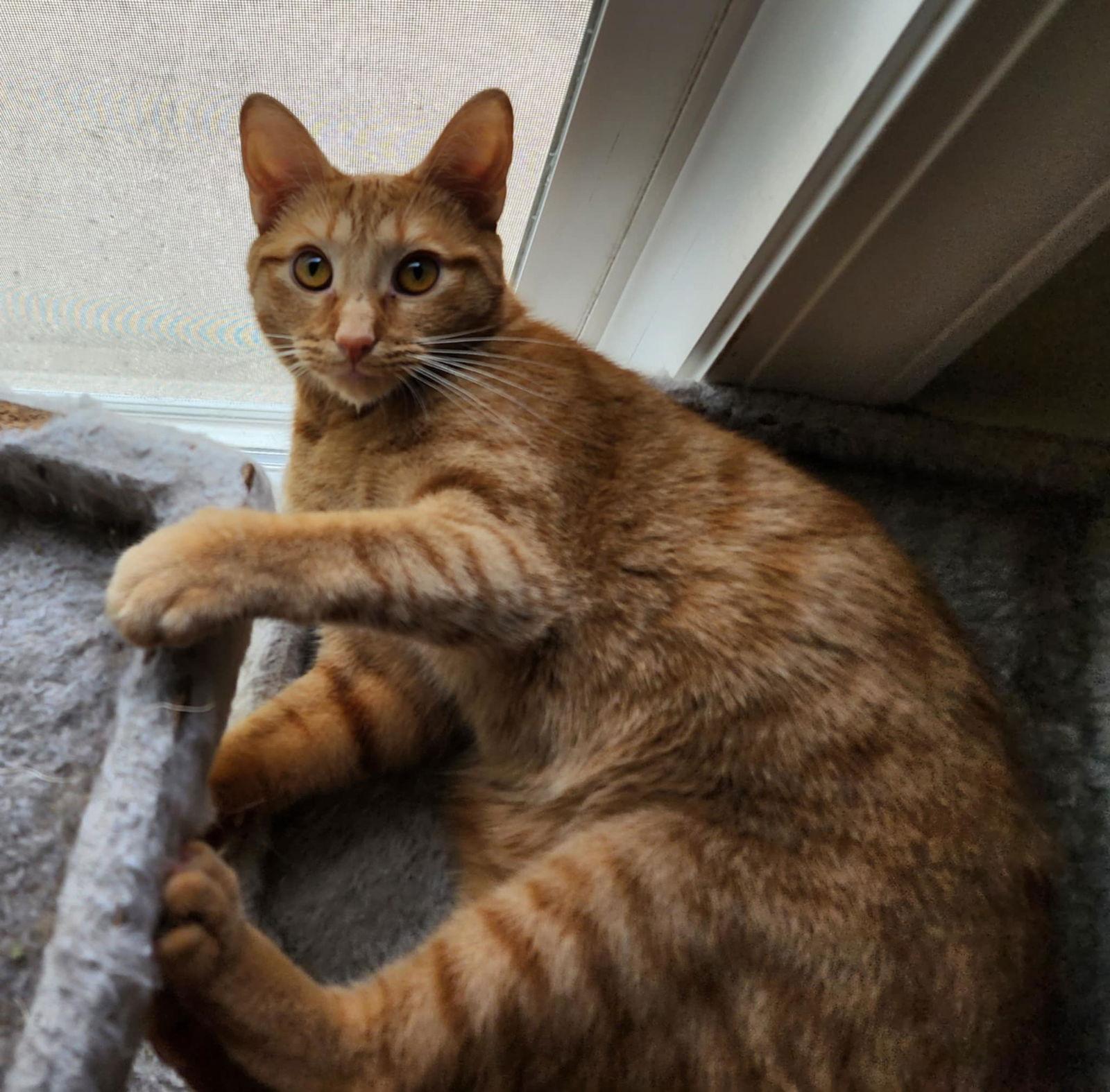 Enlarge Dottie, a Adoptable Domestic Short Hair in hinckley, IL image 3/3