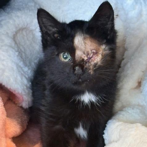 America, a Adoptable Domestic Medium Hair in Panama City Beach, FL image 3/5