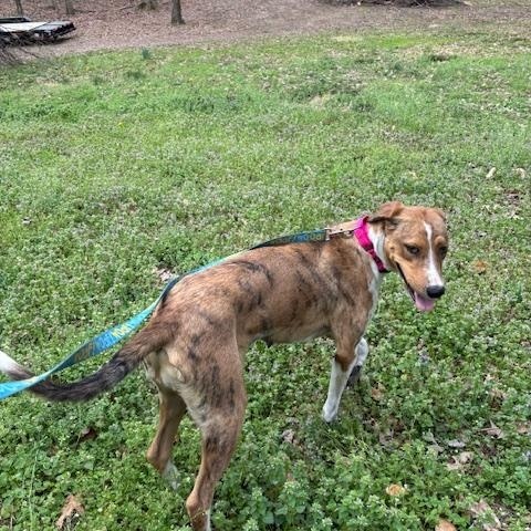 Enlarge Arizona, a Adoptable mixed breed in Woburn, MA image 5/6