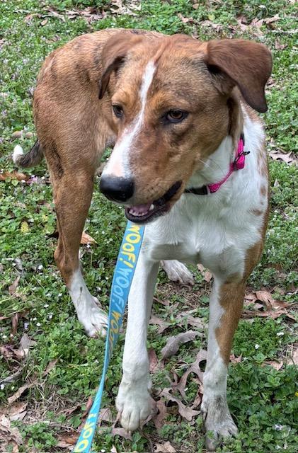 Enlarge Arizona, a Adoptable mixed breed in Woburn, MA image 4/6