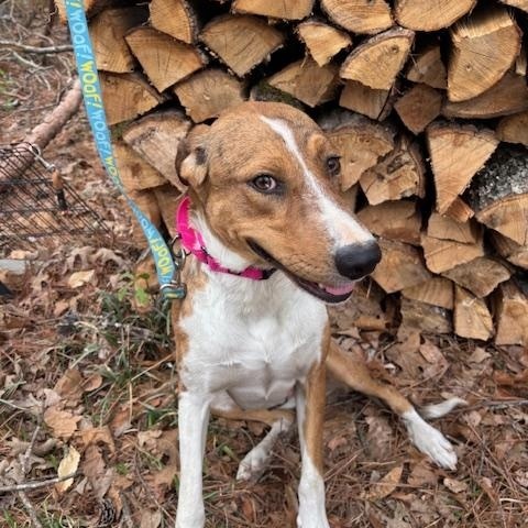 Enlarge Arizona, a Adoptable mixed breed in Woburn, MA image 3/6