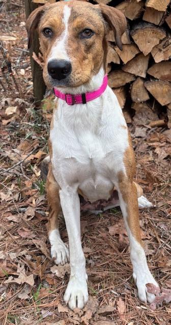 Enlarge Arizona, a Adoptable mixed breed in Woburn, MA image 6/6