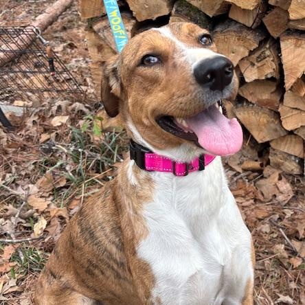Enlarge Arizona, a Adoptable mixed breed in Woburn, MA image 1/6