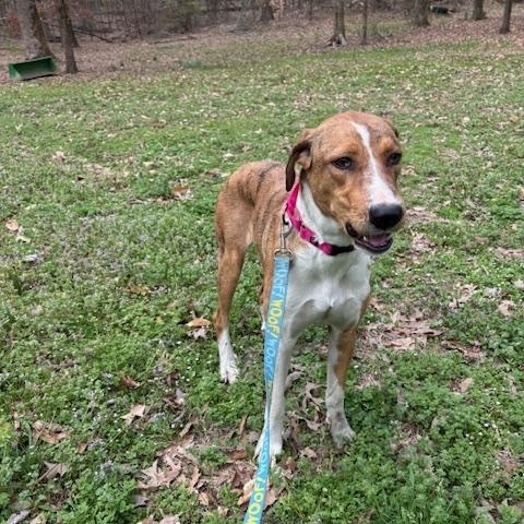 Enlarge Arizona, a Adoptable mixed breed in Woburn, MA image 2/6