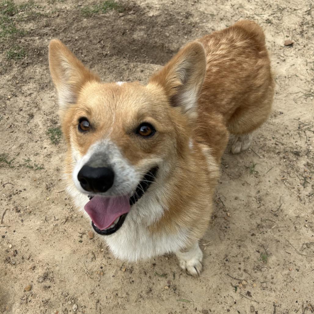 Loki, Adoptable, Adult Male Cardigan Welsh Corgi.