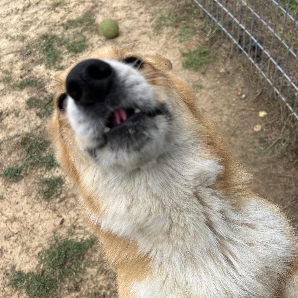 Loki, a Adoptable Cardigan Welsh Corgi in West Point, MS image 2/6