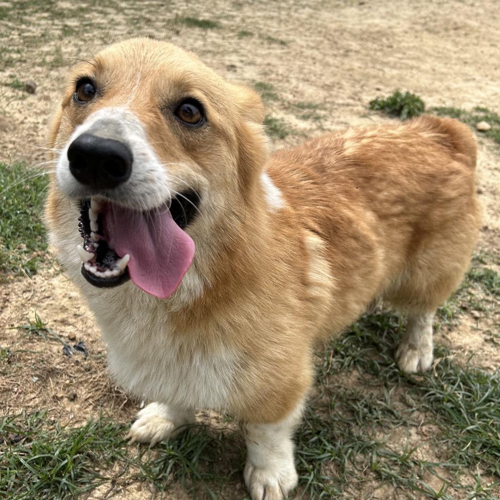 Loki, a Adoptable Cardigan Welsh Corgi in West Point, MS image 3/6