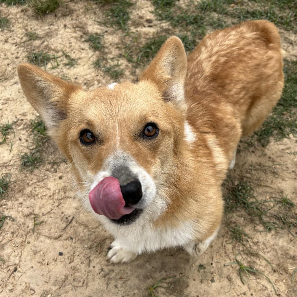 Loki, a Adoptable Cardigan Welsh Corgi in West Point, MS image 4/6
