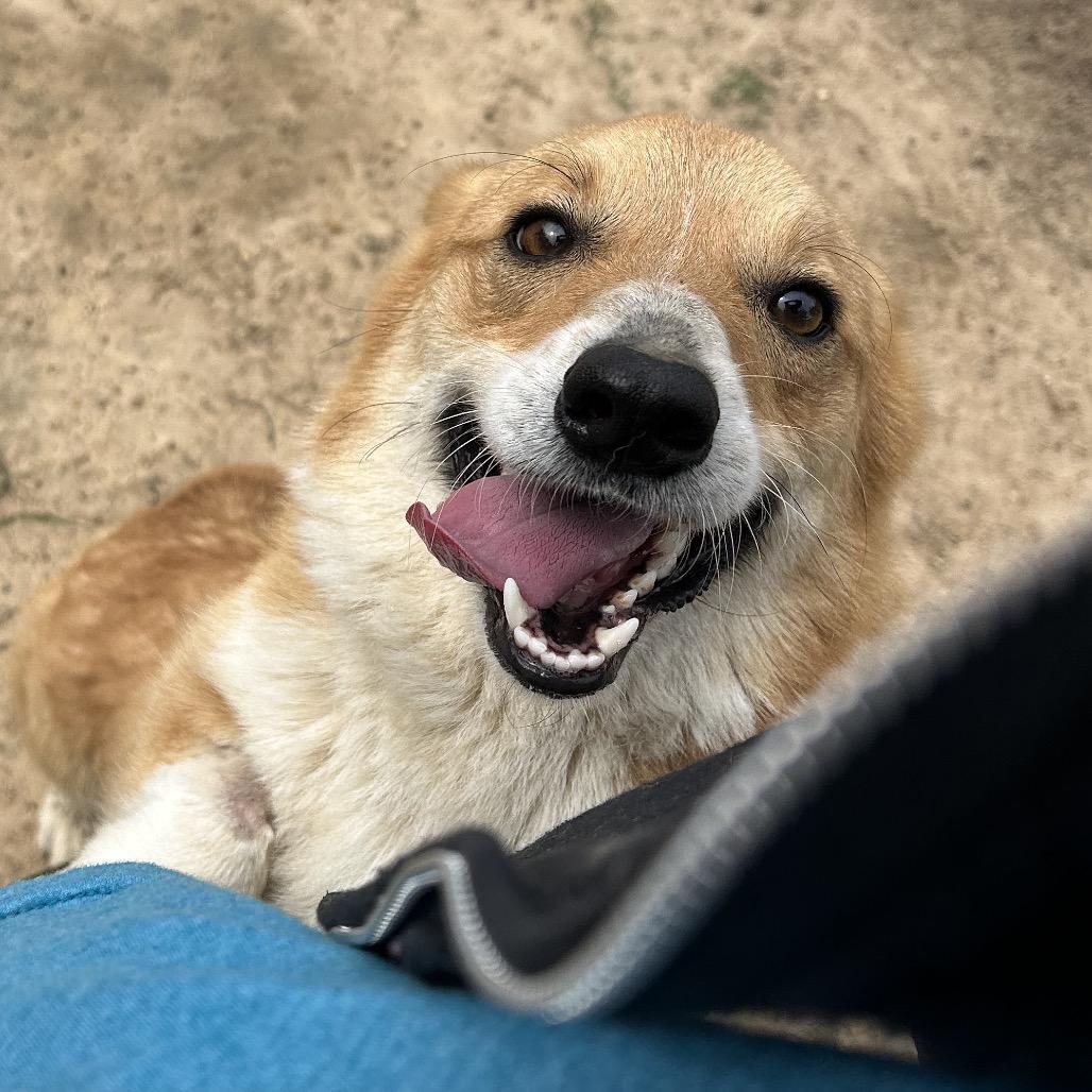 Loki, a Adoptable Cardigan Welsh Corgi in West Point, MS image 5/6