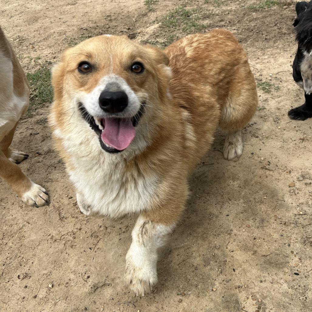 Loki, a Adoptable Cardigan Welsh Corgi in West Point, MS image 6/6