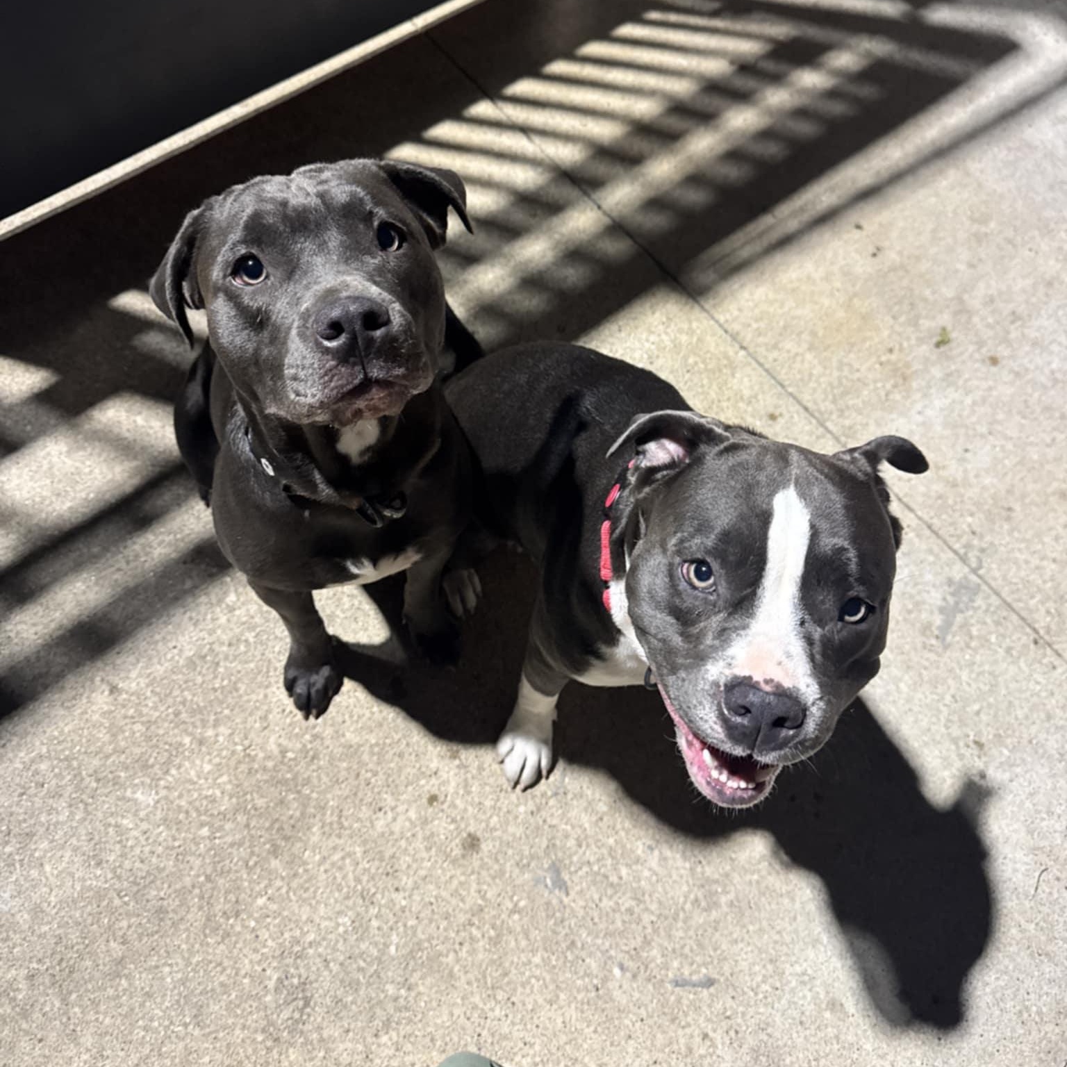 Enlarge Juno, a Adoptable American Staffordshire Terrier in Austin, TX image 4/5