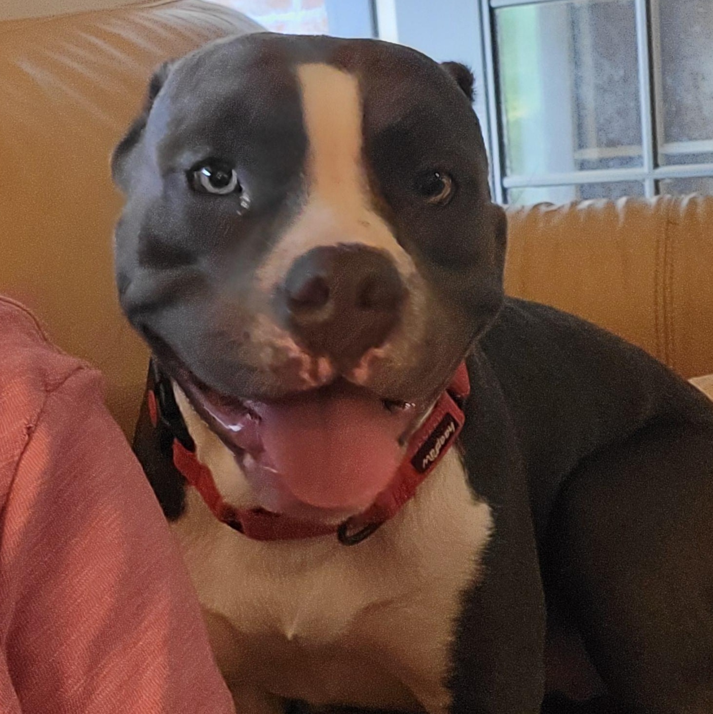 Enlarge Juno, a Adoptable American Staffordshire Terrier in Austin, TX image 2/5