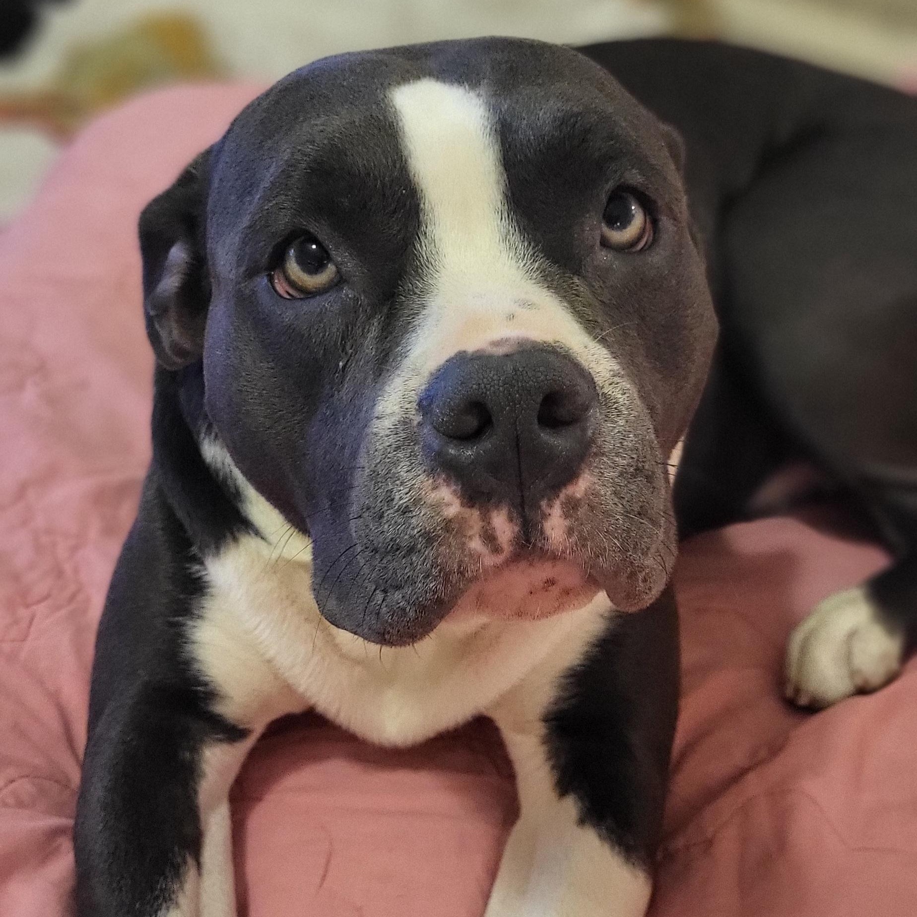 Enlarge Juno, a Adoptable American Staffordshire Terrier in Austin, TX image 3/5