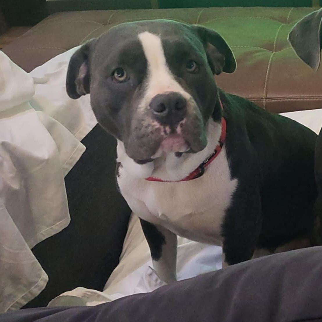 Enlarge Juno, a Adoptable American Staffordshire Terrier in Austin, TX image 5/5